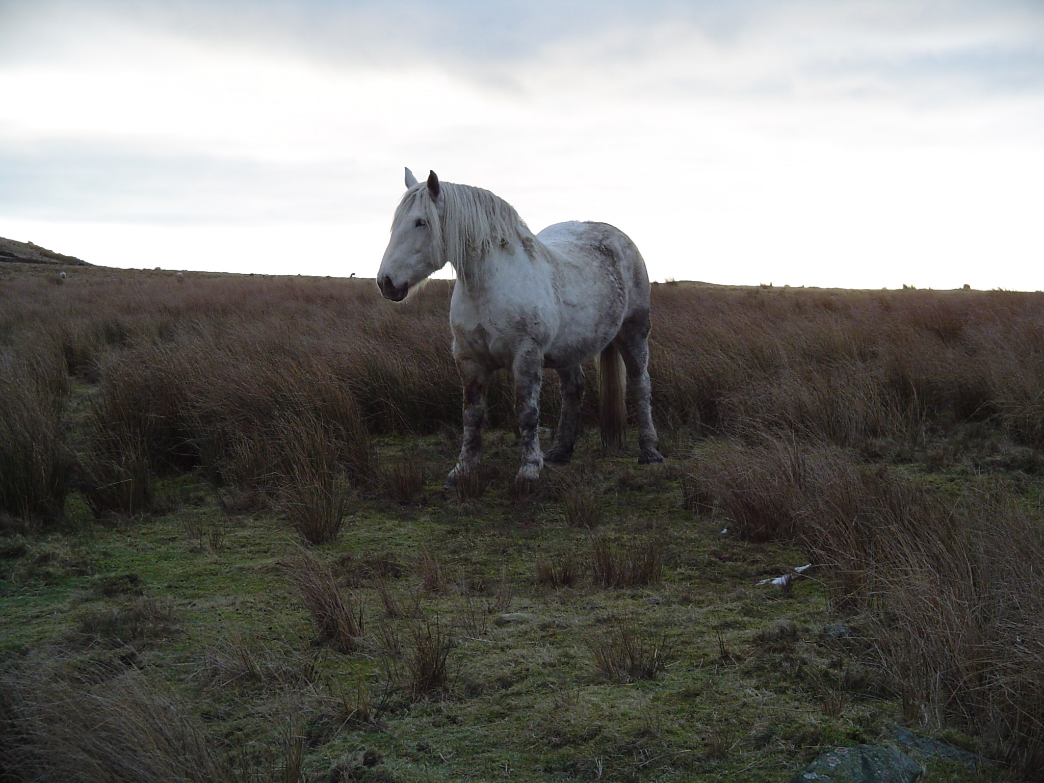 horse lake district1